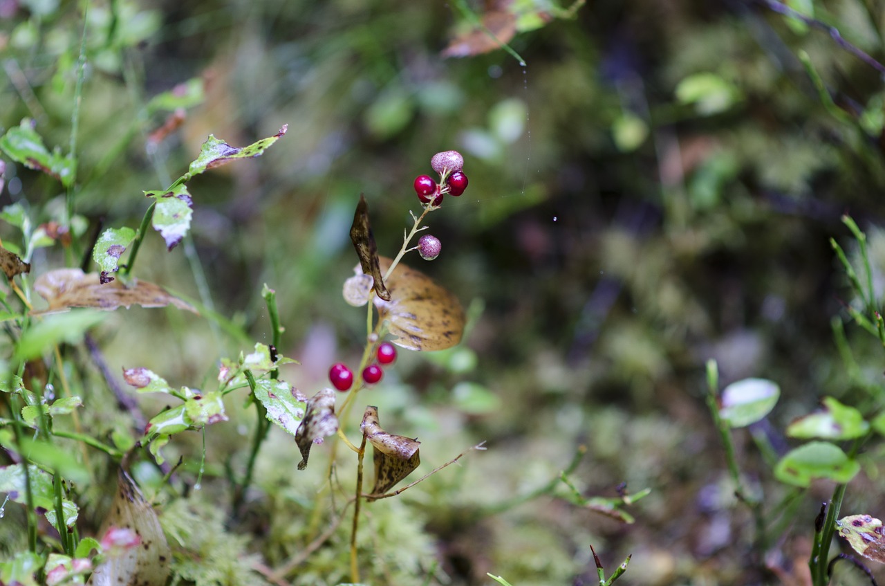 Image - lingon berry forest nature autumn