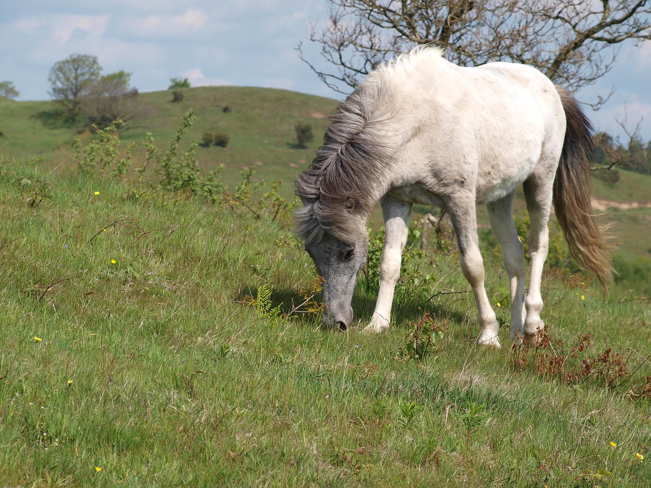 Image - horse mols mountains