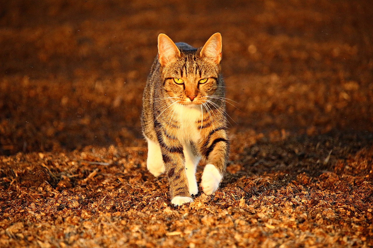 Image - cat mieze autumn domestic cat