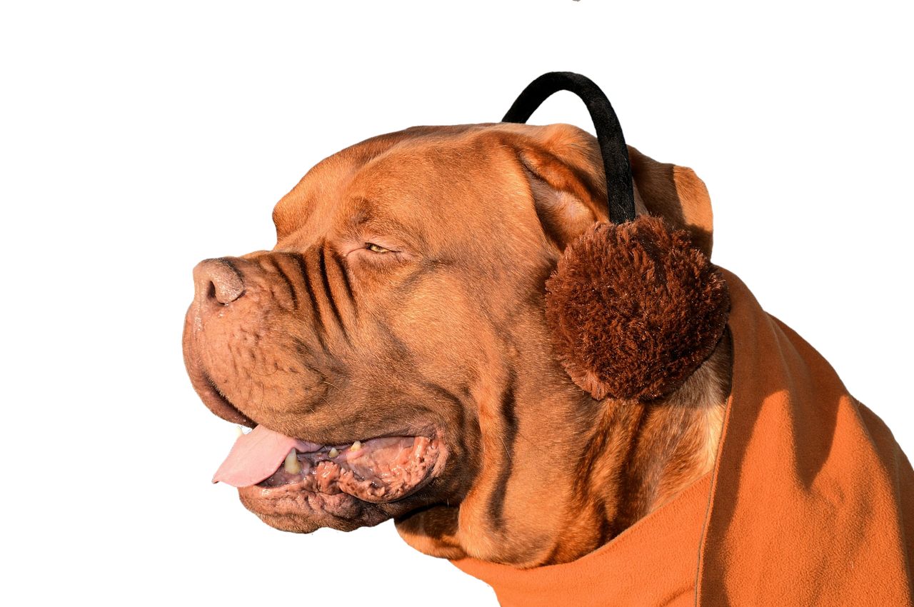 Image - dog ear muffs fun cute pet animal