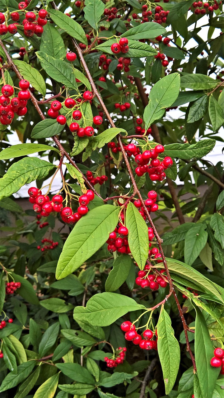 Image - plant cotoneaster