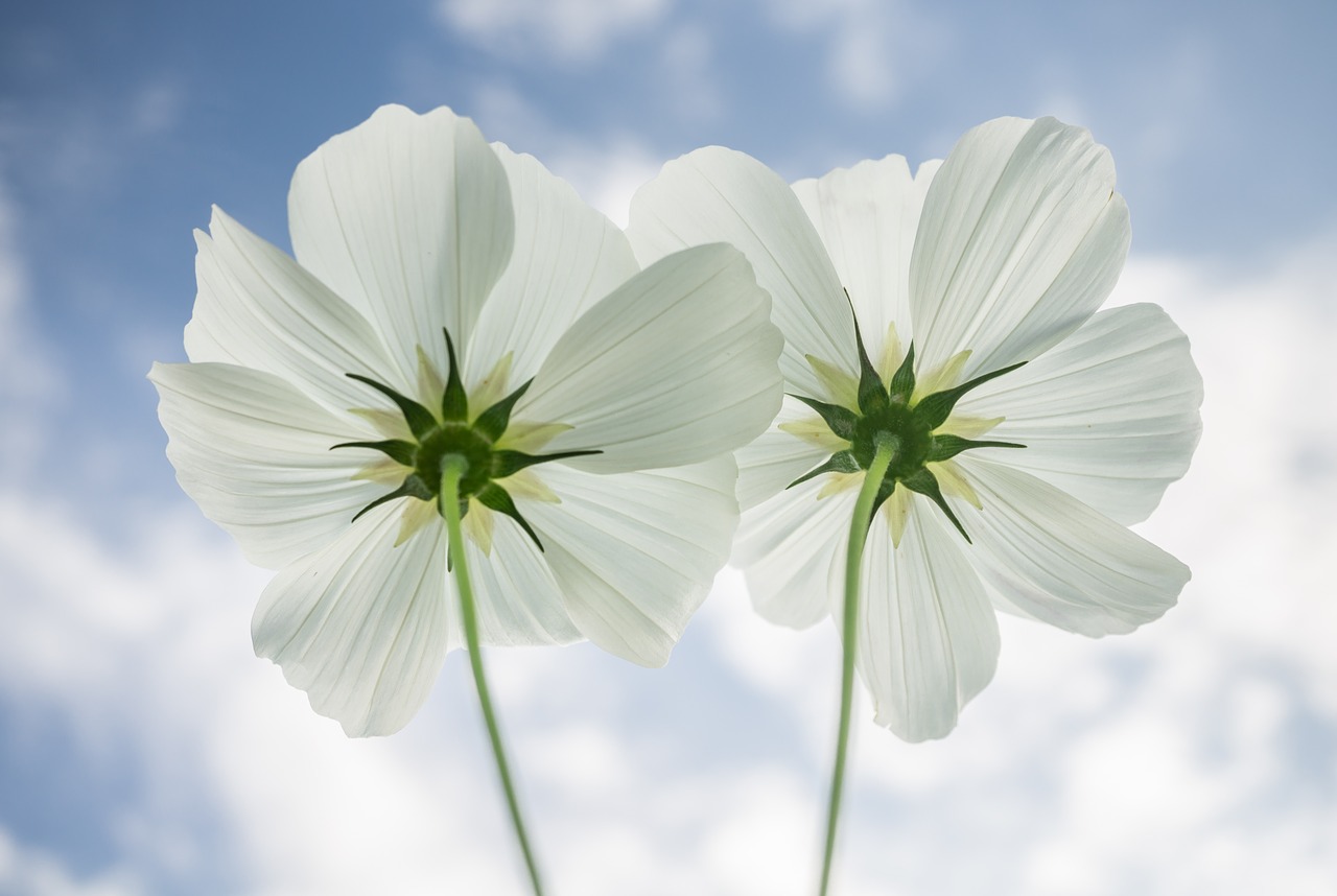 Image - cosmos autumn flowers plants