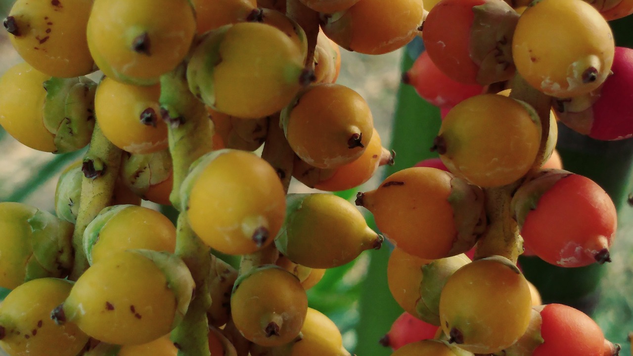 Image - areca betel catechu palm nuts