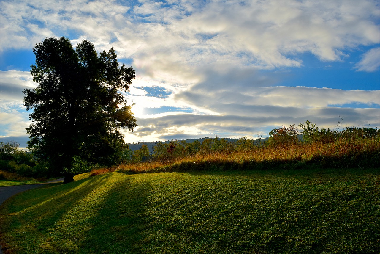 Image - sunrise tree shadow sunlight