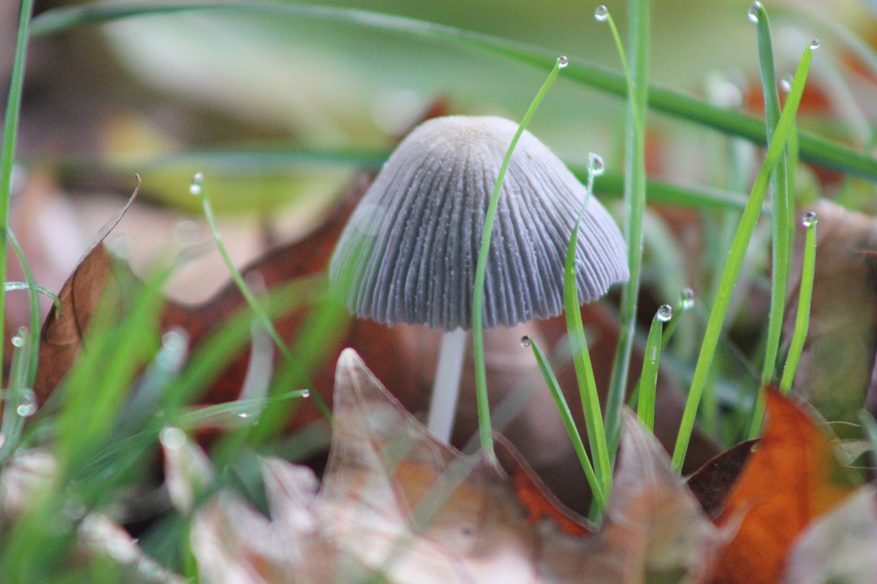 Image - fungus soil fall grass