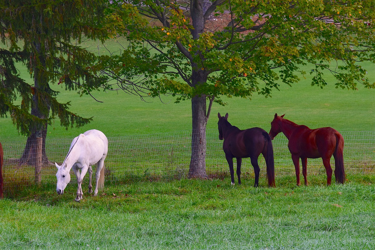 Image - horses field grass white horse