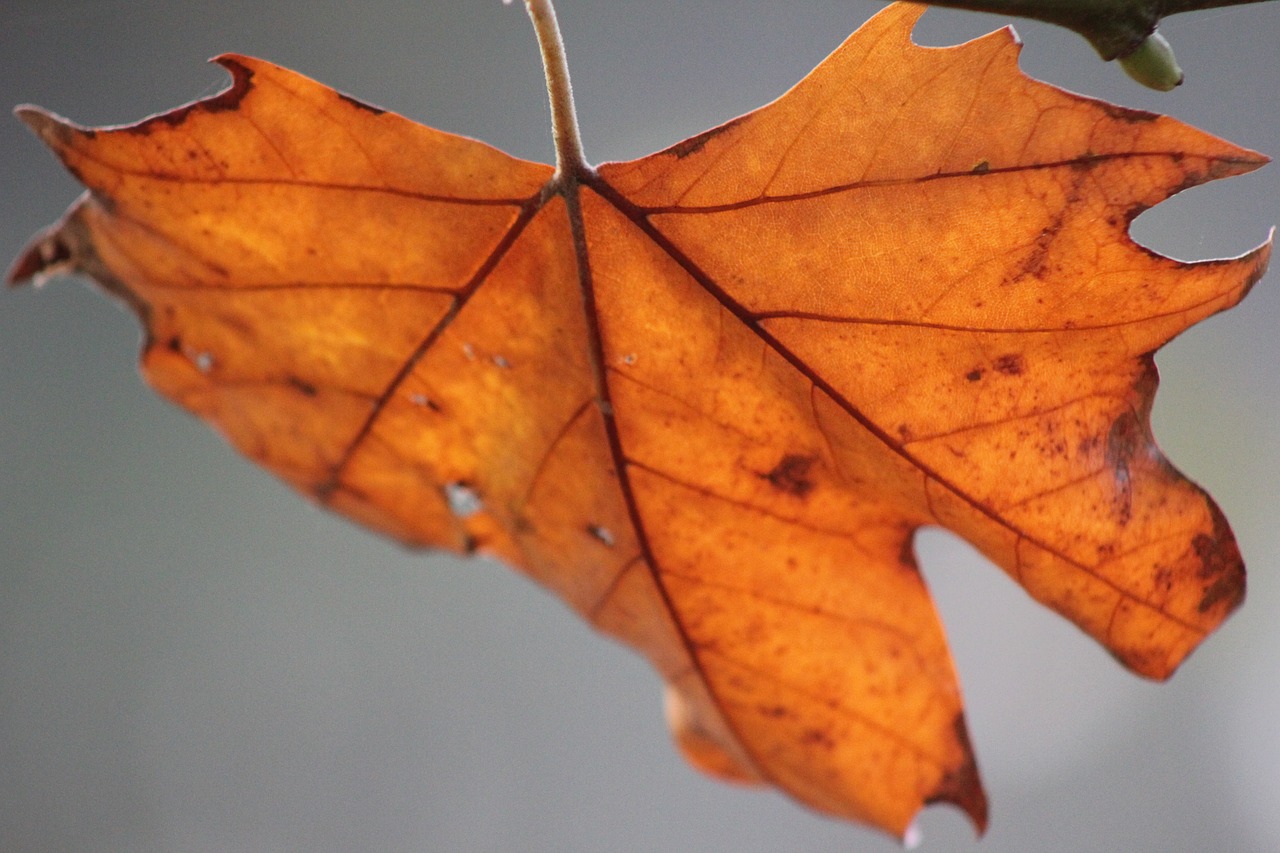 Image - leaf horse chestnut tree fall