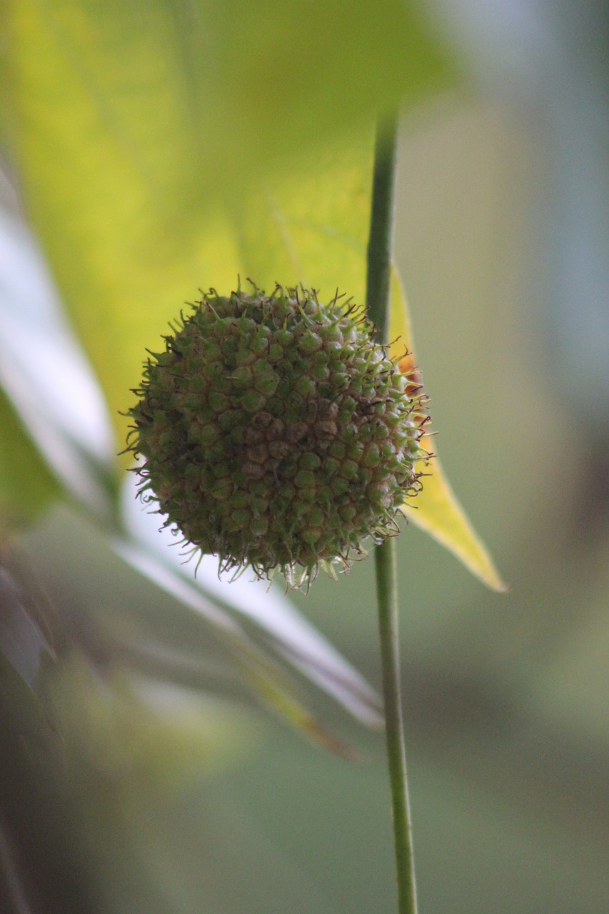 Image - leaf horse chestnut tree fall bug