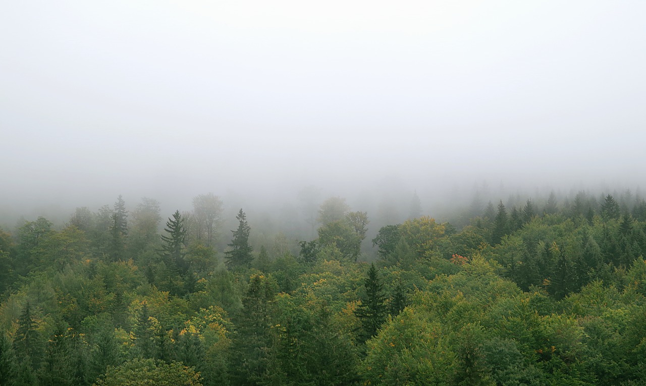 Image - the fog forest mountains tree pine