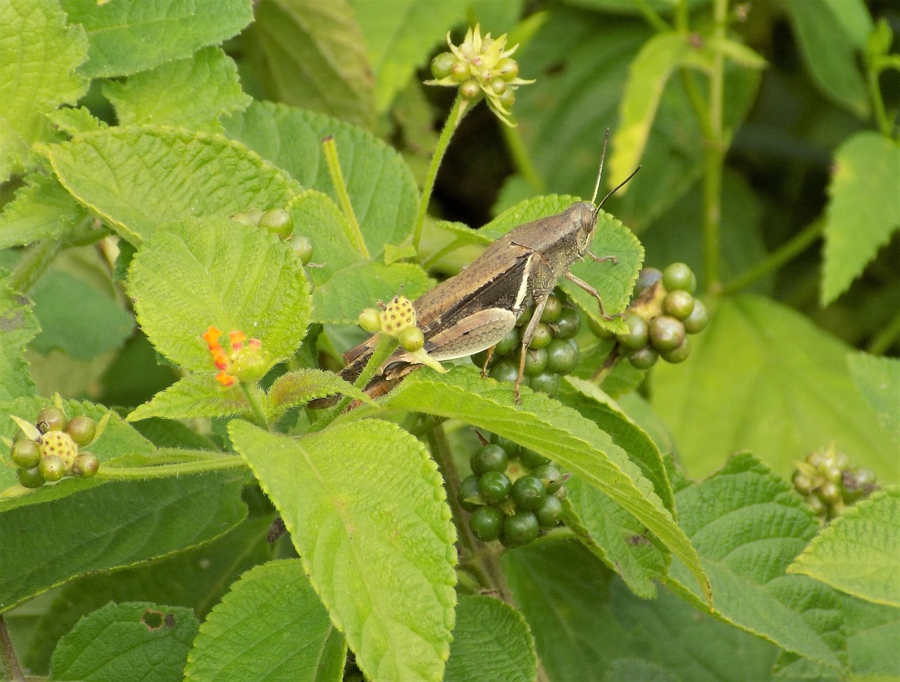 Image - grasshopper berries leaf flower