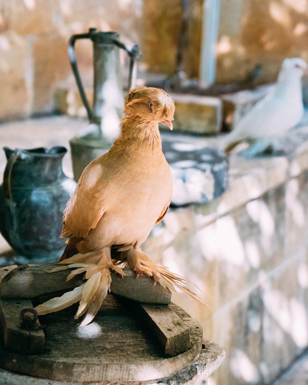 Image - dove bird beautiful bird pigeon