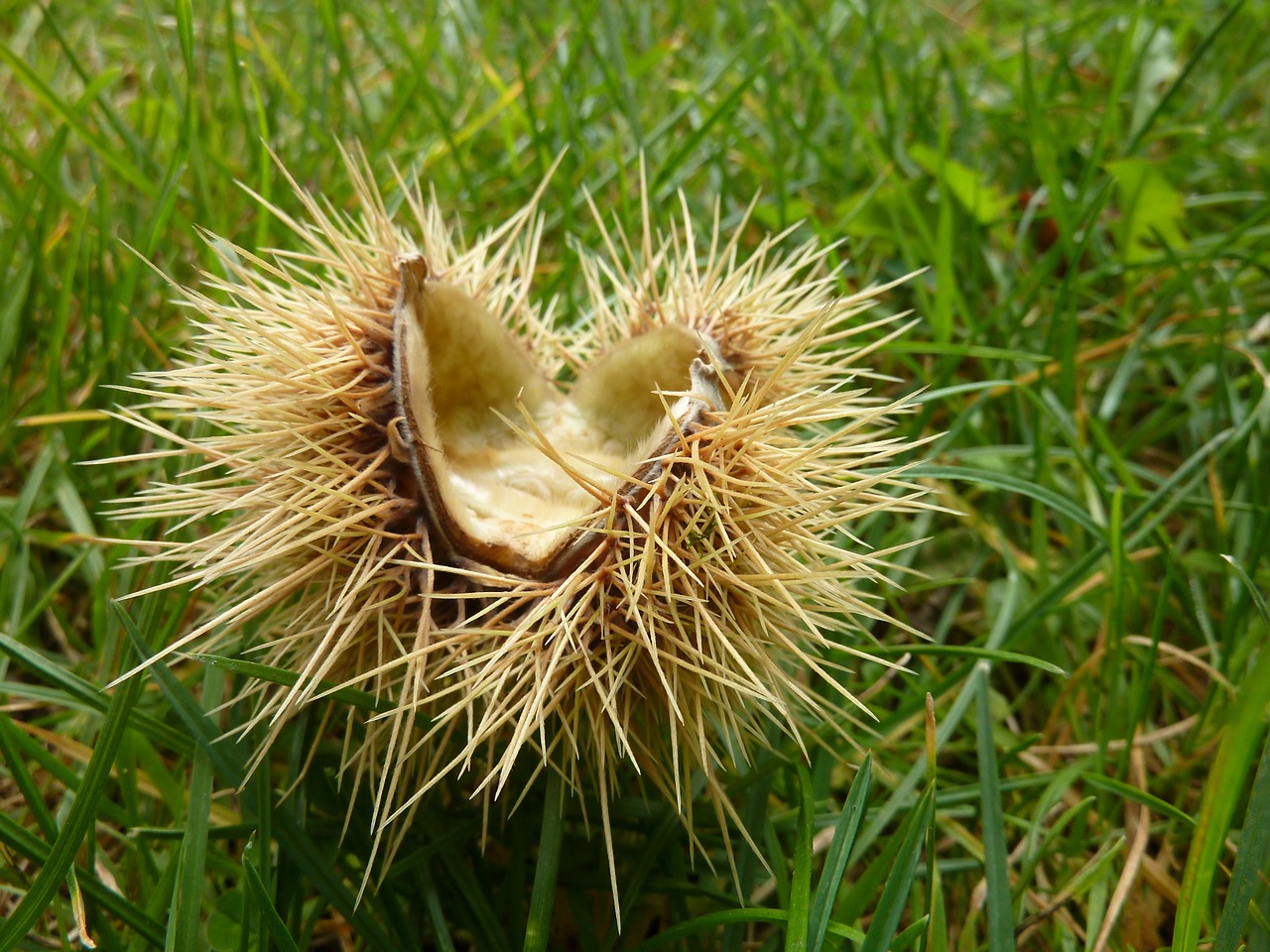 Image - chestnut spur maroni fruit