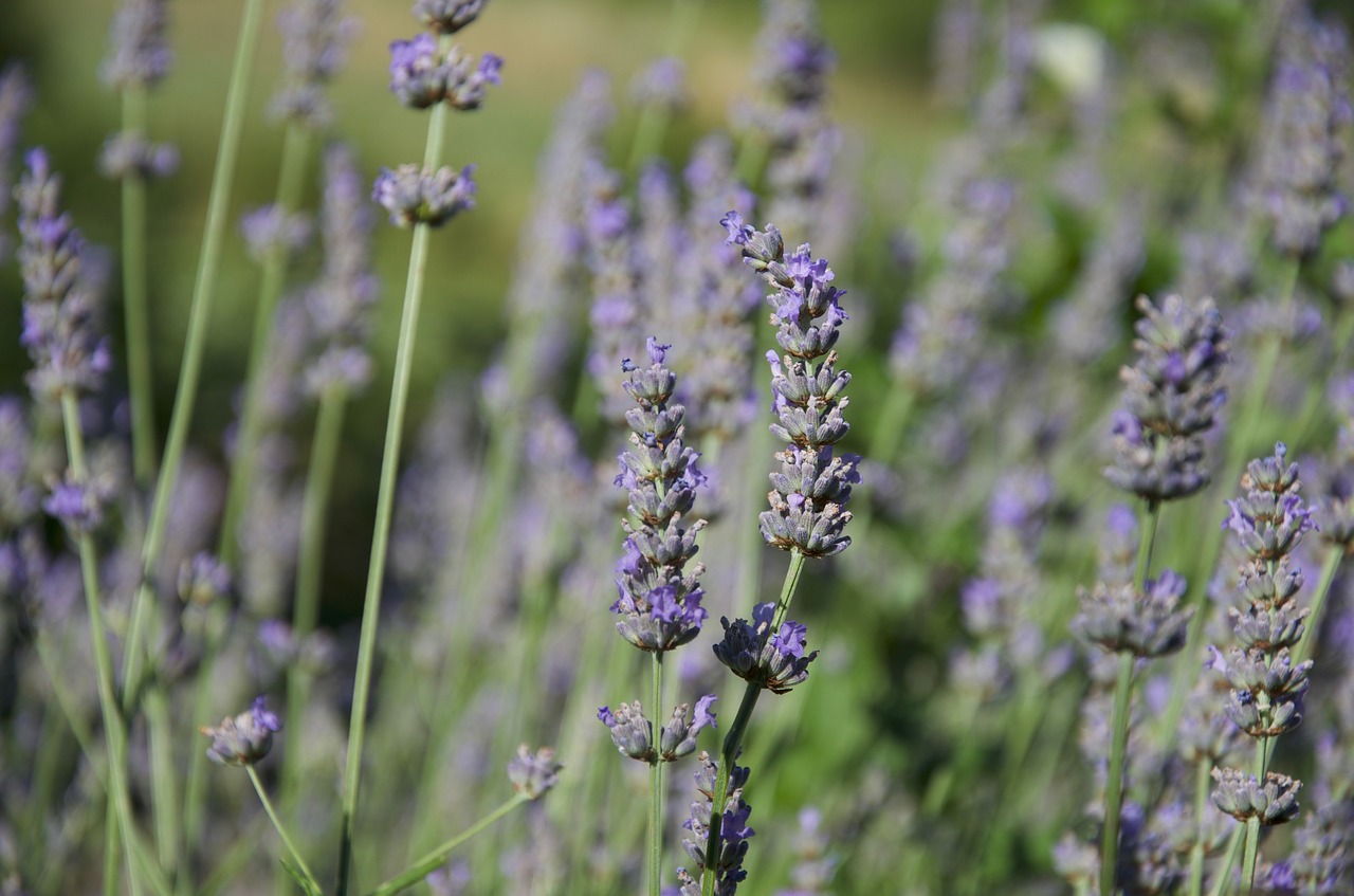 Image - lavender italy lumen nature plant