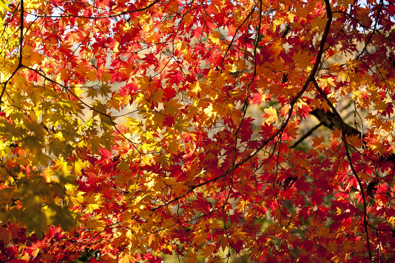 Image - leaves autumn leaves autumn