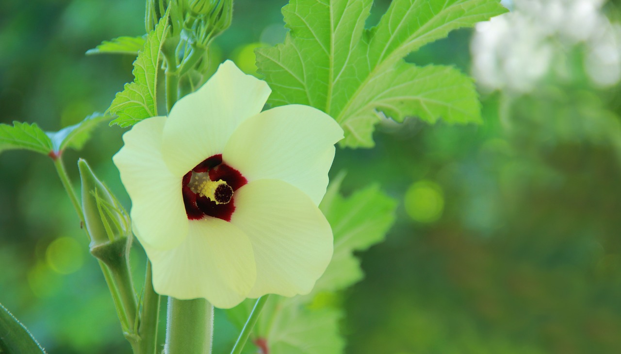 Image - okra rose yellow red green