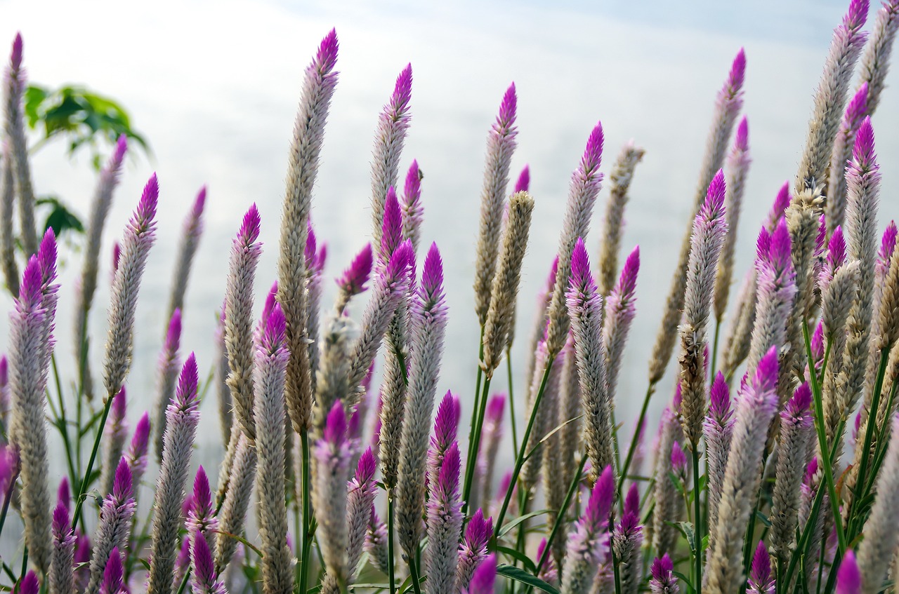 Image - laos pink flowers erected bouquets