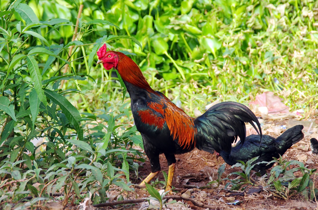 Image - cock gallinacé asian cock color