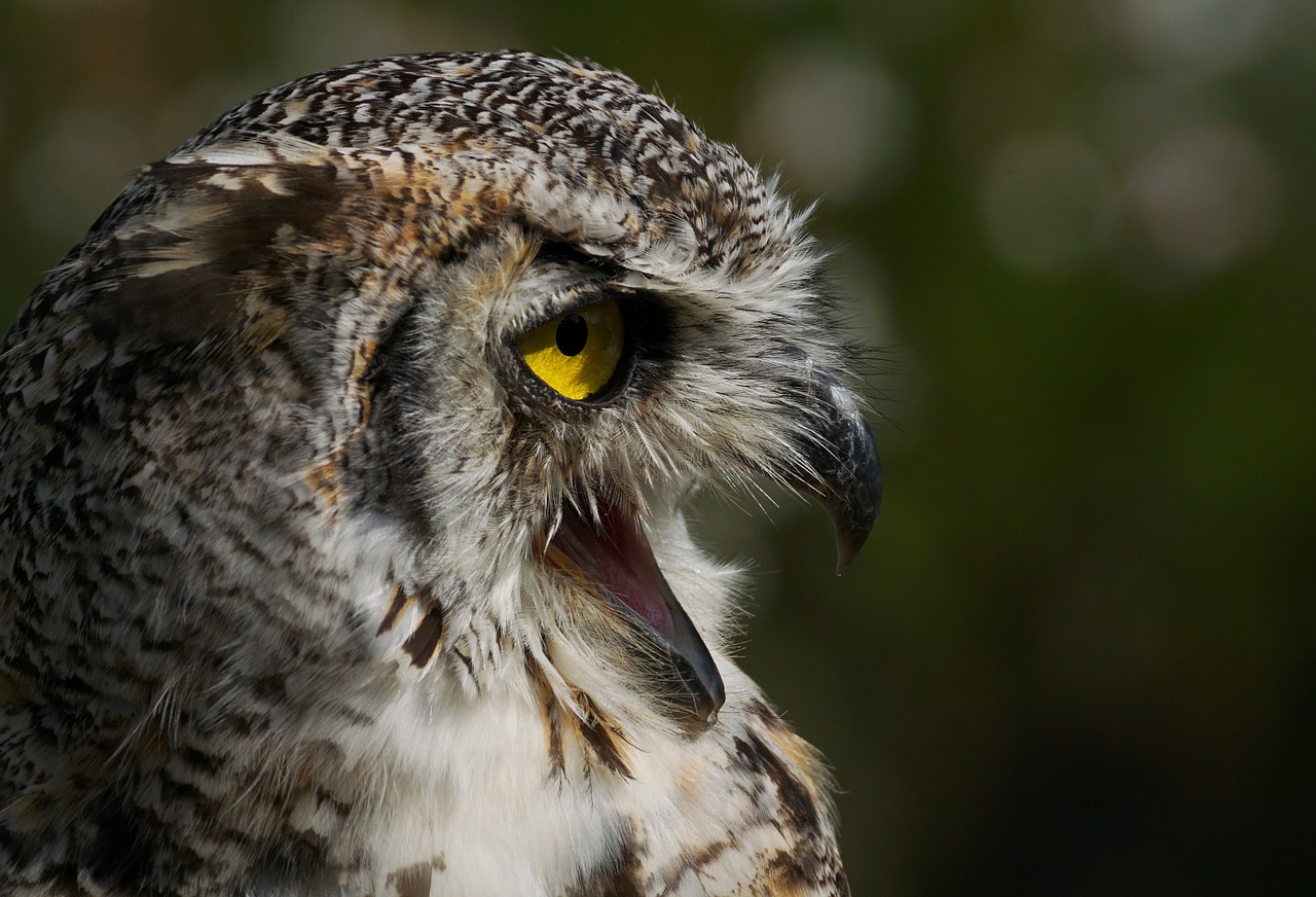 Image - eagle owl owl bird bird of prey