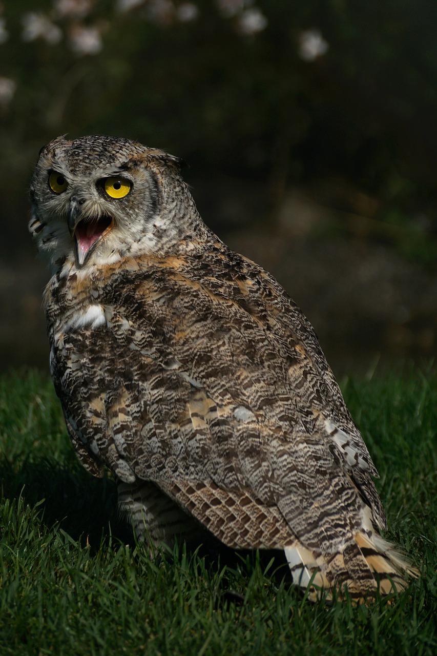 Image - eagle owl owl bird bird of prey