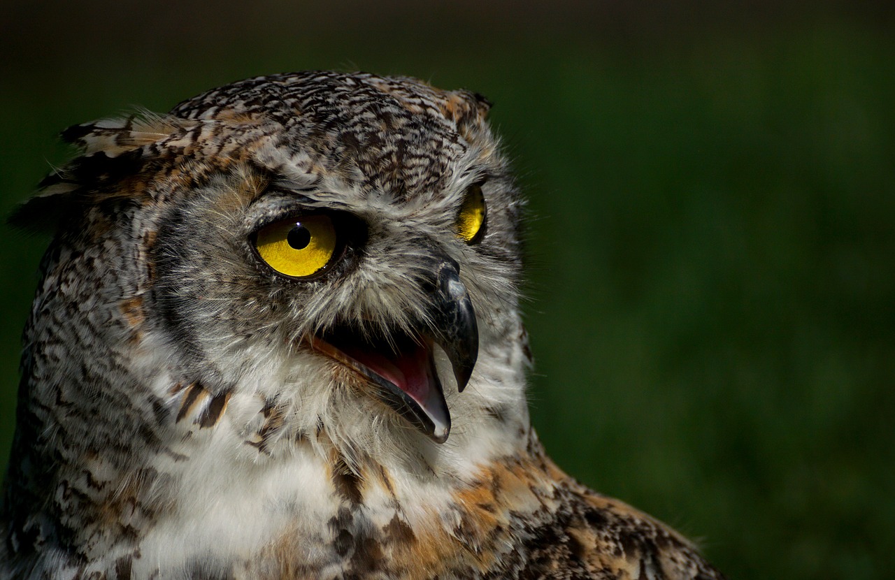 Image - eagle owl owl bird bird of prey