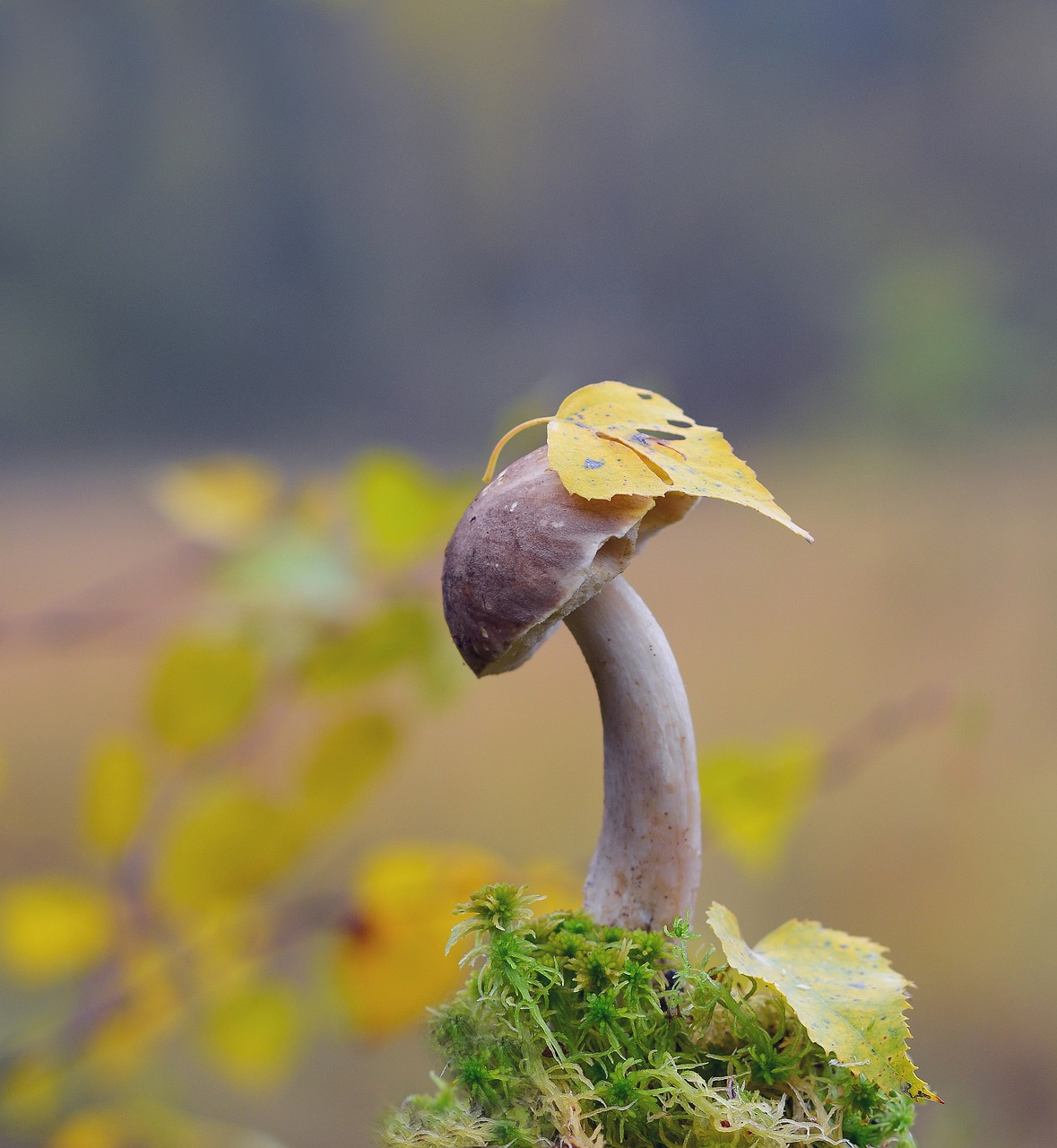 Image - mushroom forest autumn list