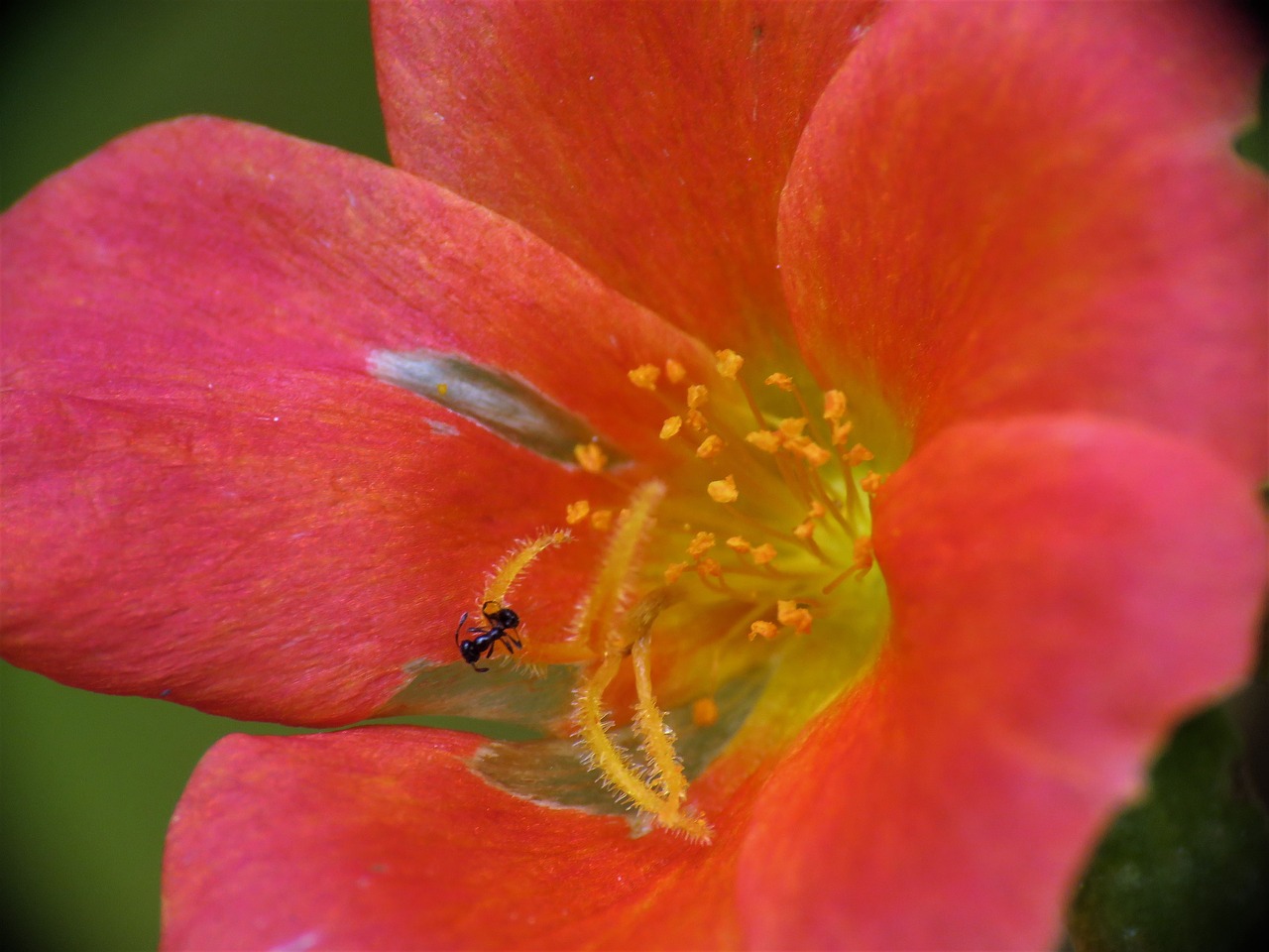 Image - flower rust and yellow macro garden