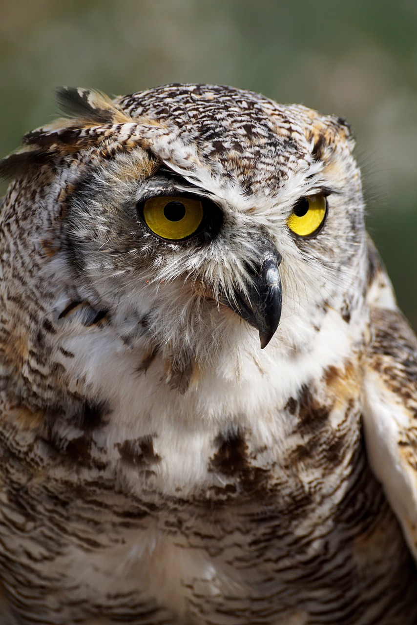 Image - eagle owl owl bird bird of prey