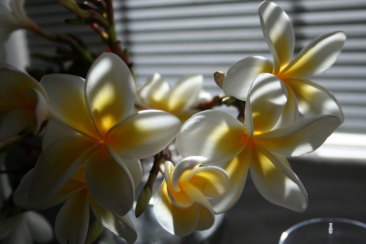 Image - flower orchards display blossom