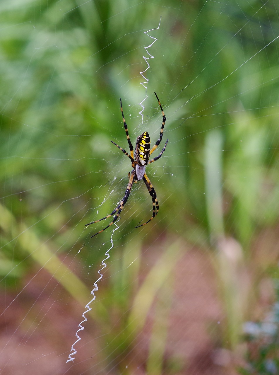 Image - spider orb weaver web outdoors