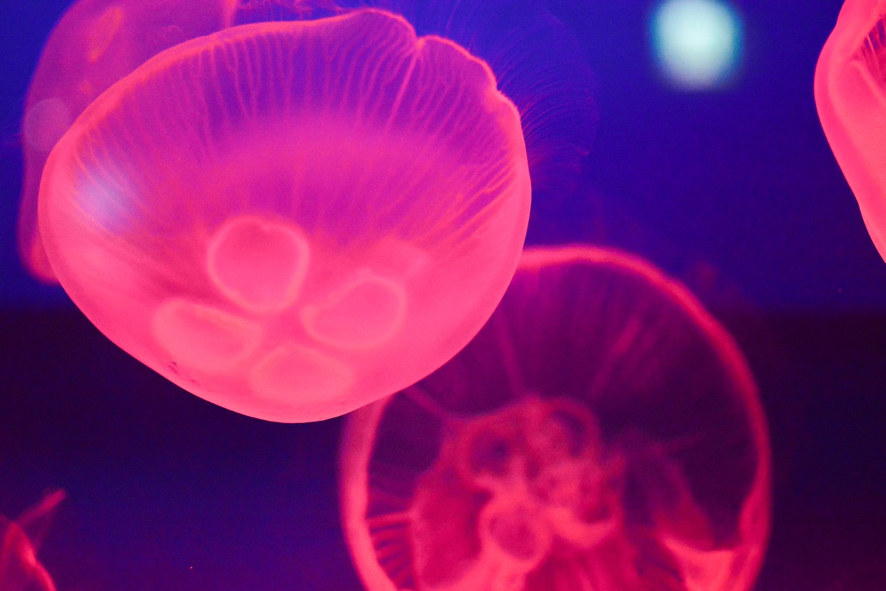 Image - jellyfish aquarium fish tank fish