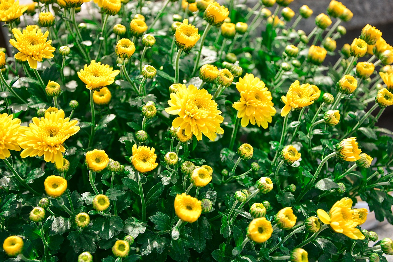 Image - flower yellow flowers plants