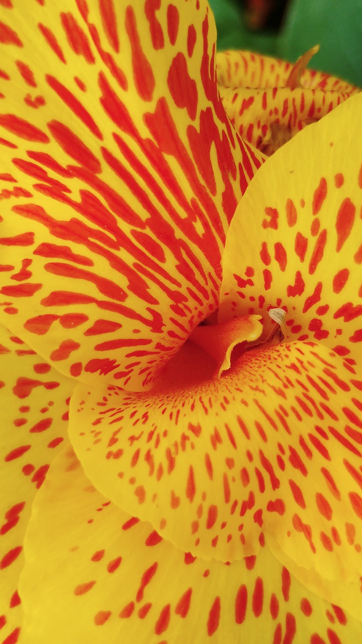 Image - canna lily yellow flower spotted