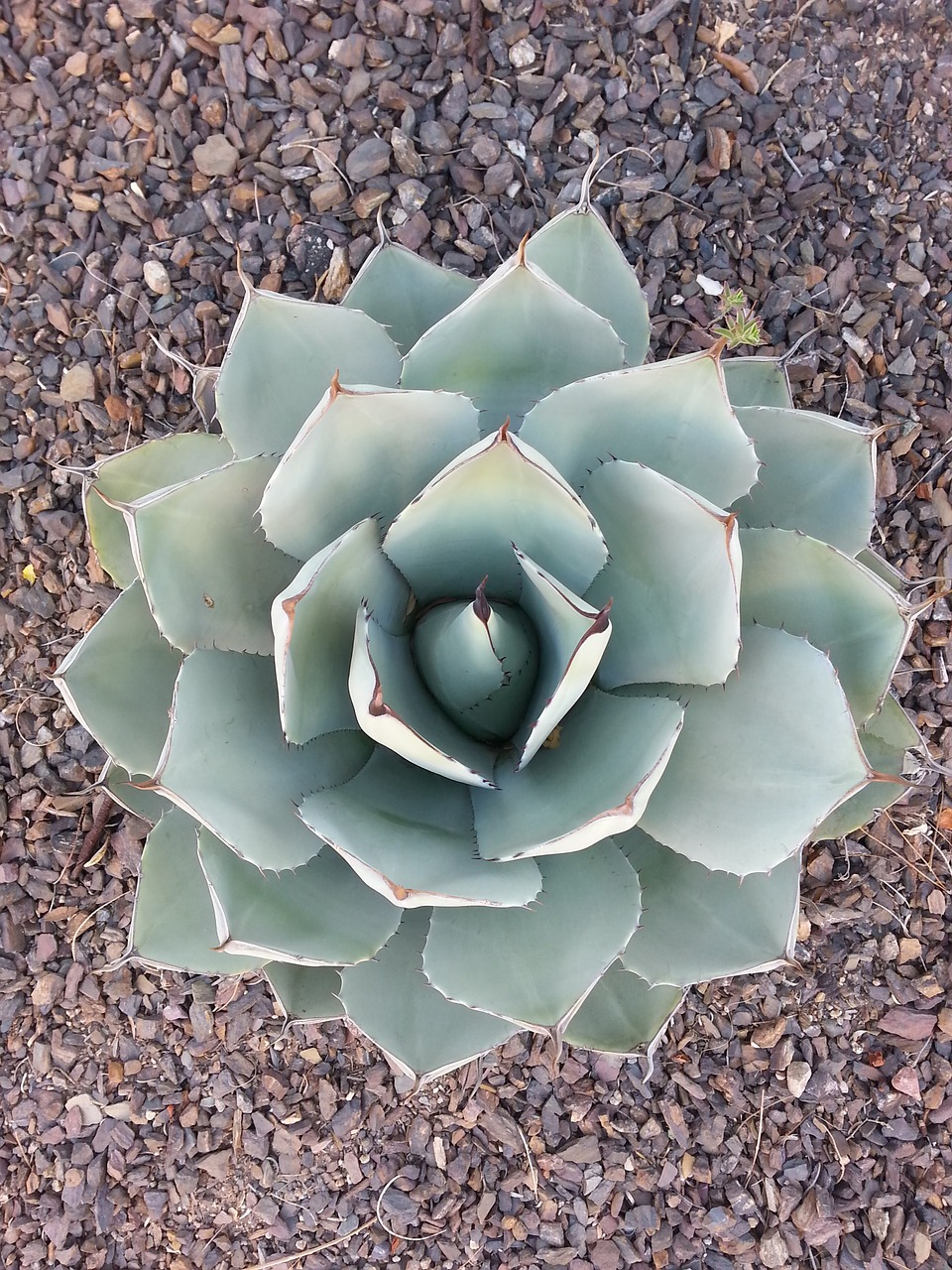 Image - plant desert plant landscape cacti