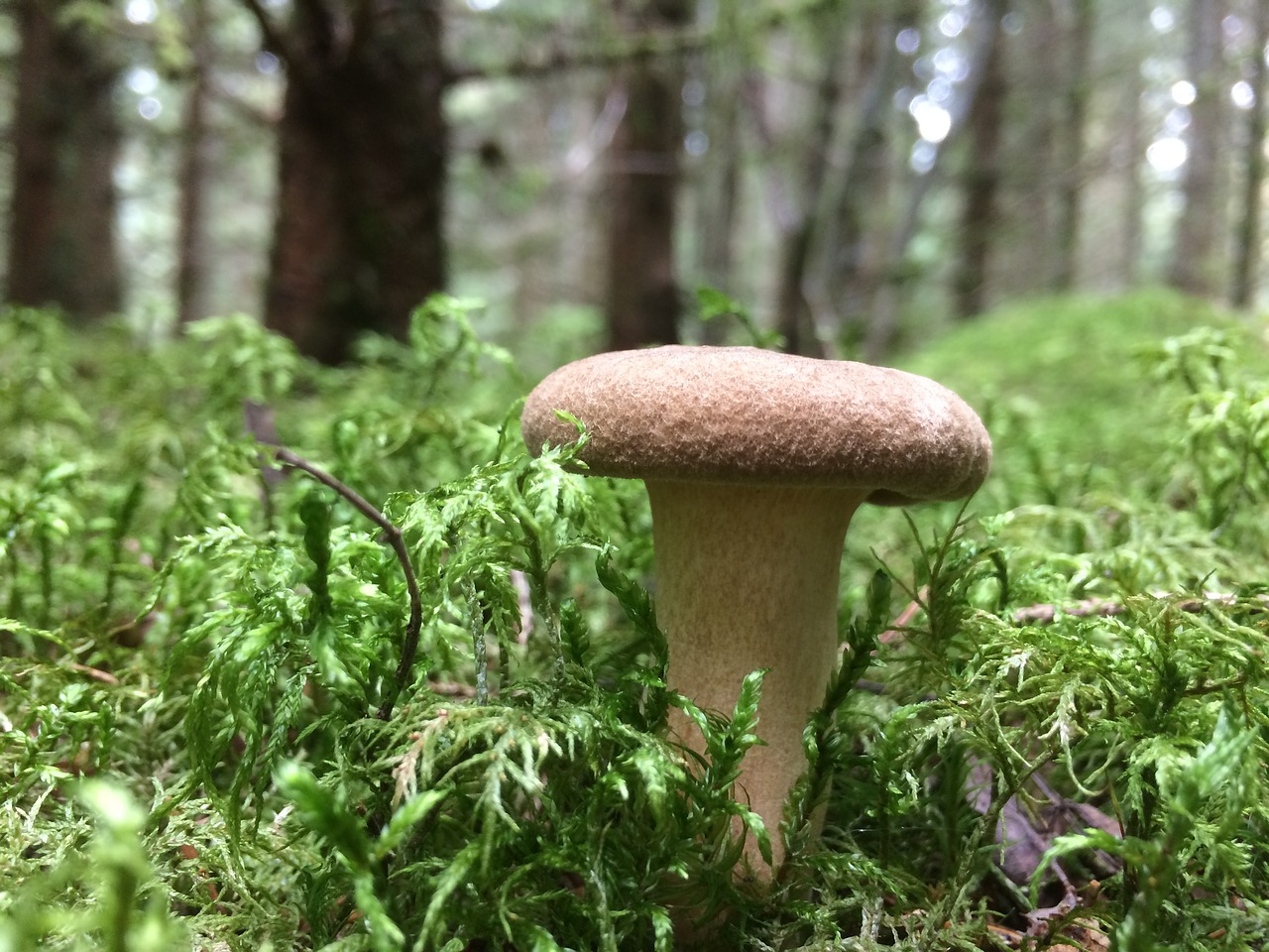 Image - forest autumn mushroom wood meadow
