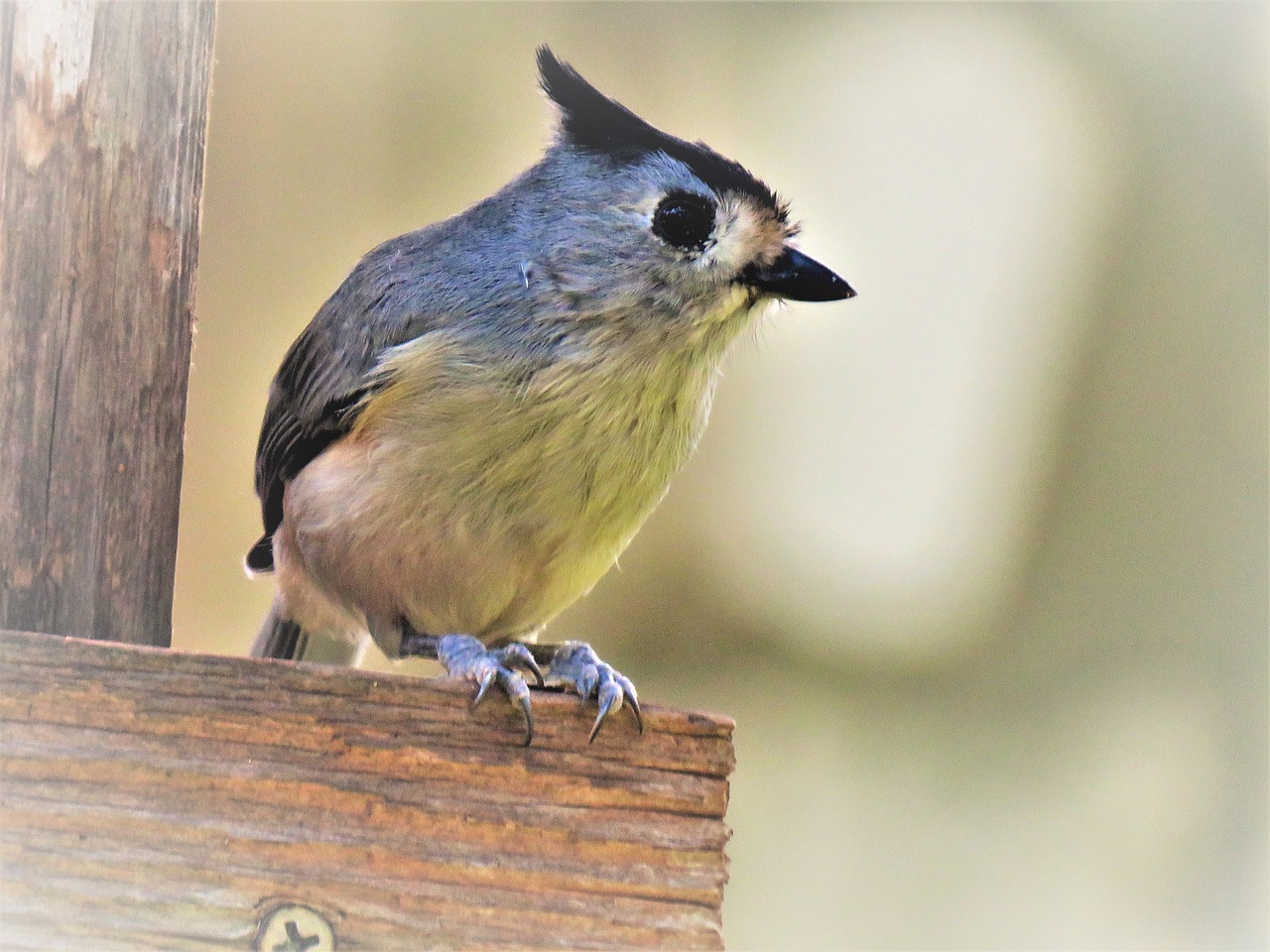 Image - bird cute close up wildlife