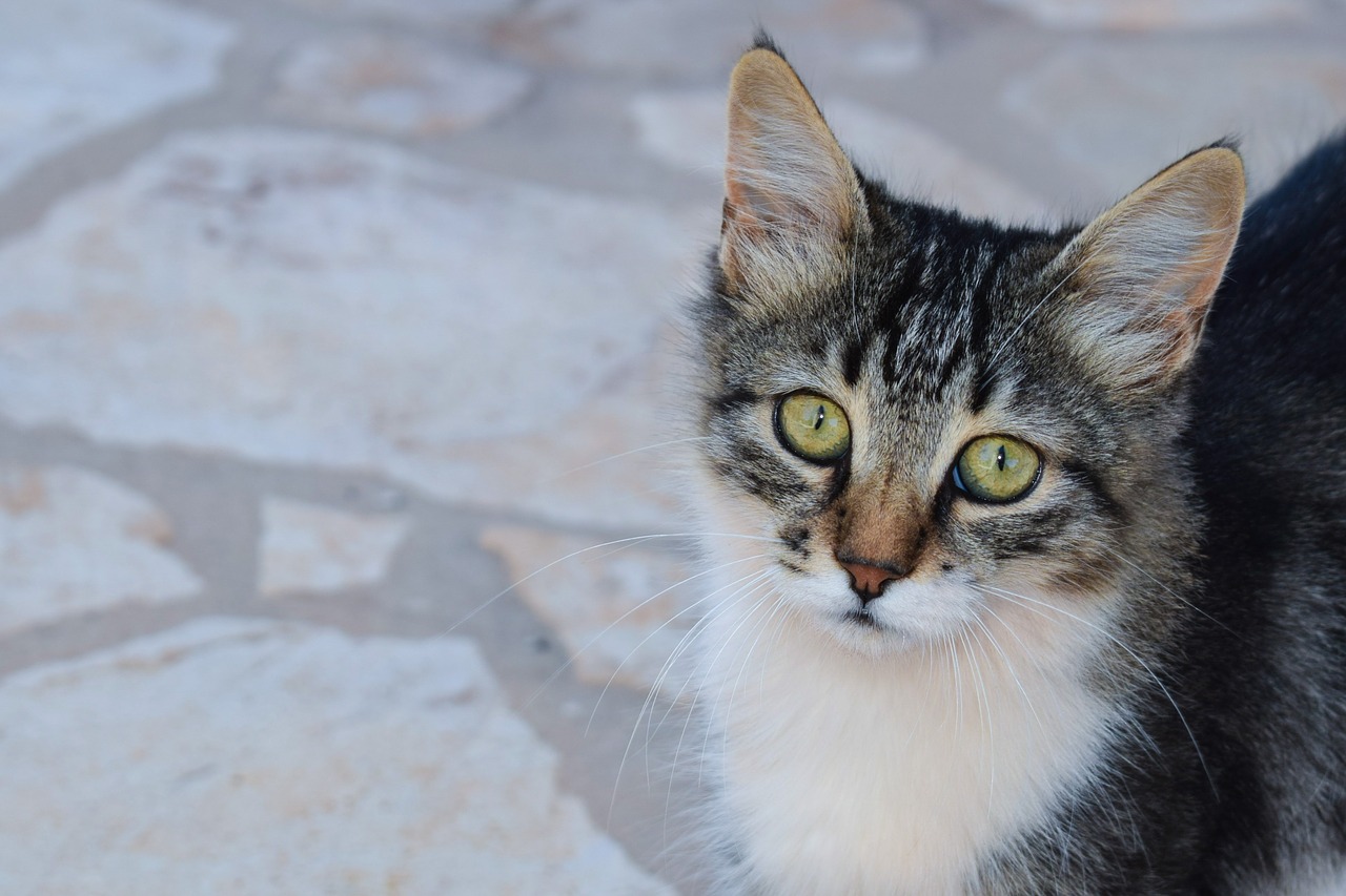 Image - cat stray animal eyes looking