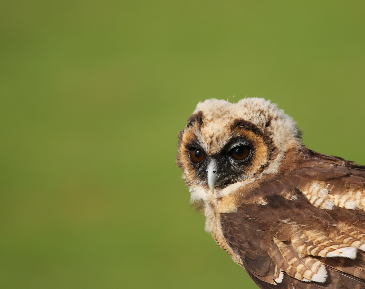 Image - owl little brown owl juvenile owl