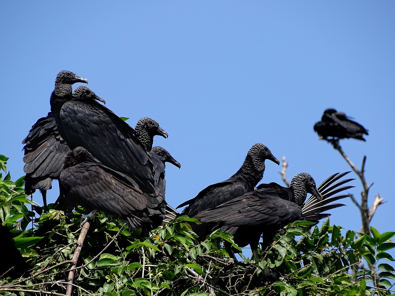 Image - vulture ave zope flock zoo wing