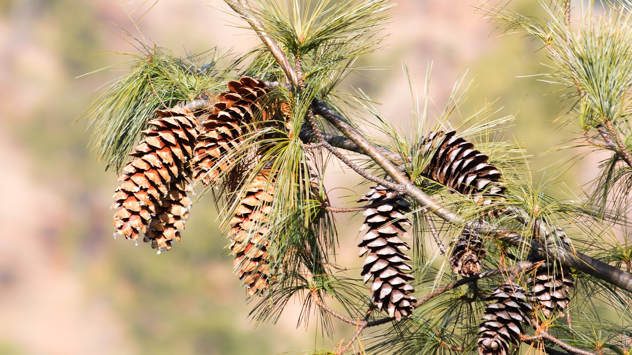 Image - pine pine cones gymnospermae