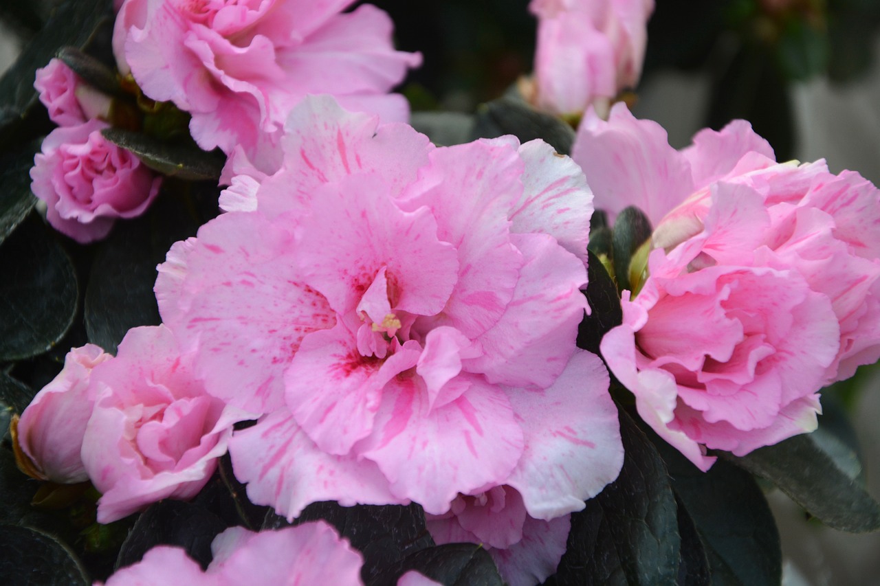 Image - flowers pink plant nature offer