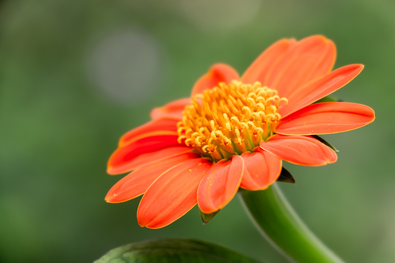 Image - tithonia mexican sunflower flower