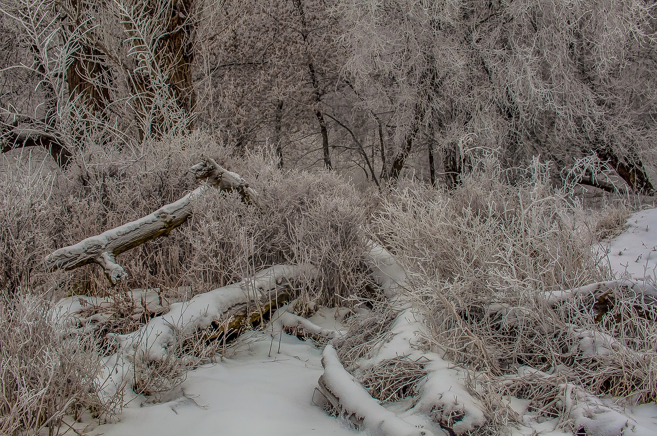 Image - logs forest snow trees landscape