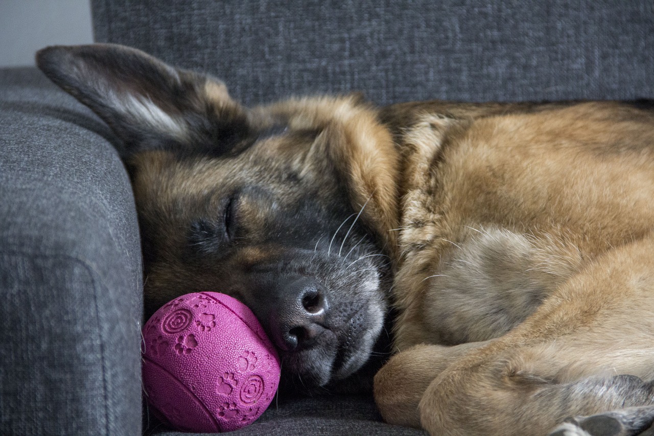 Image - dog died german shepherd sleep