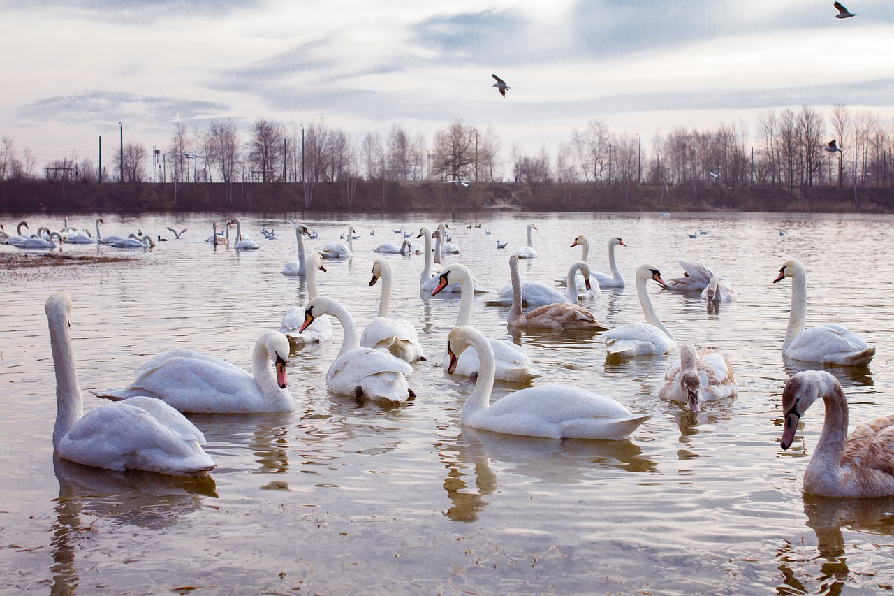 Image - water pond nature beach bird