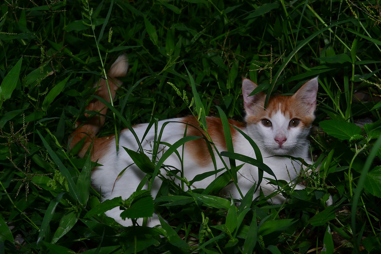 Image - cat green grass garden green