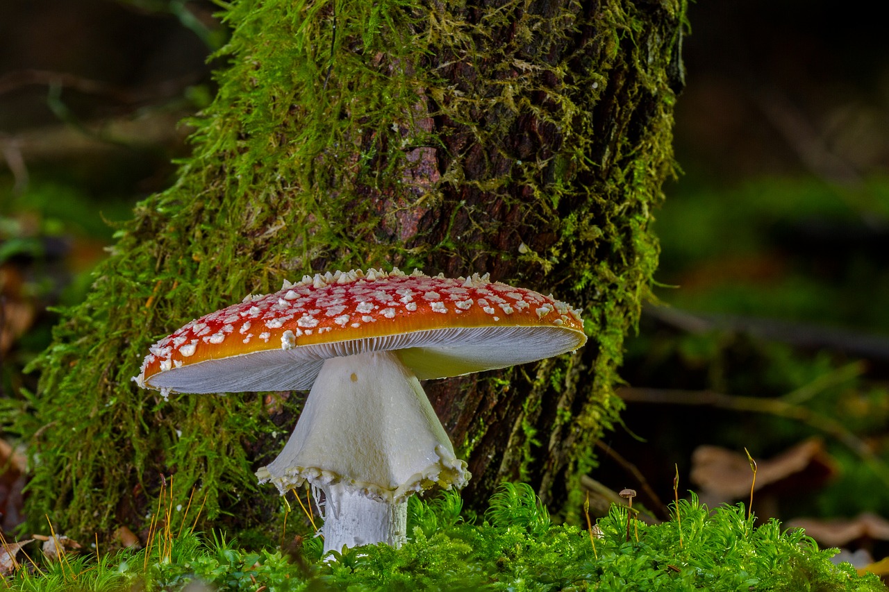 Image - fly agaric mushroom