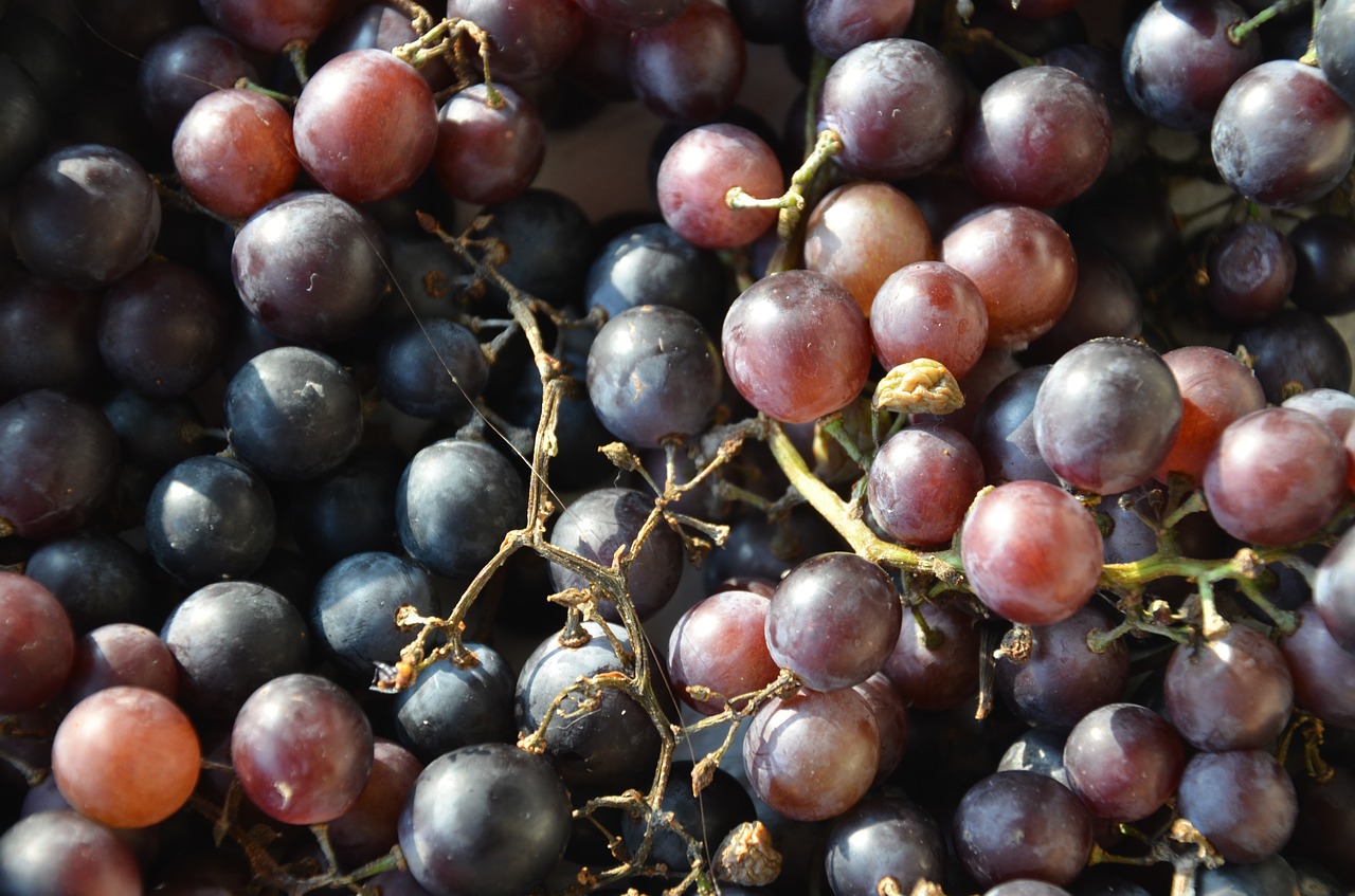 Image - fruits nature black grapes