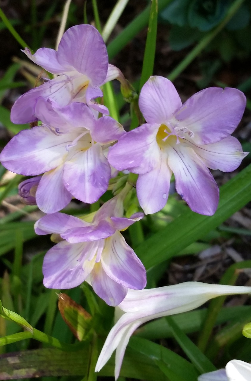 Image - mauve flower scented