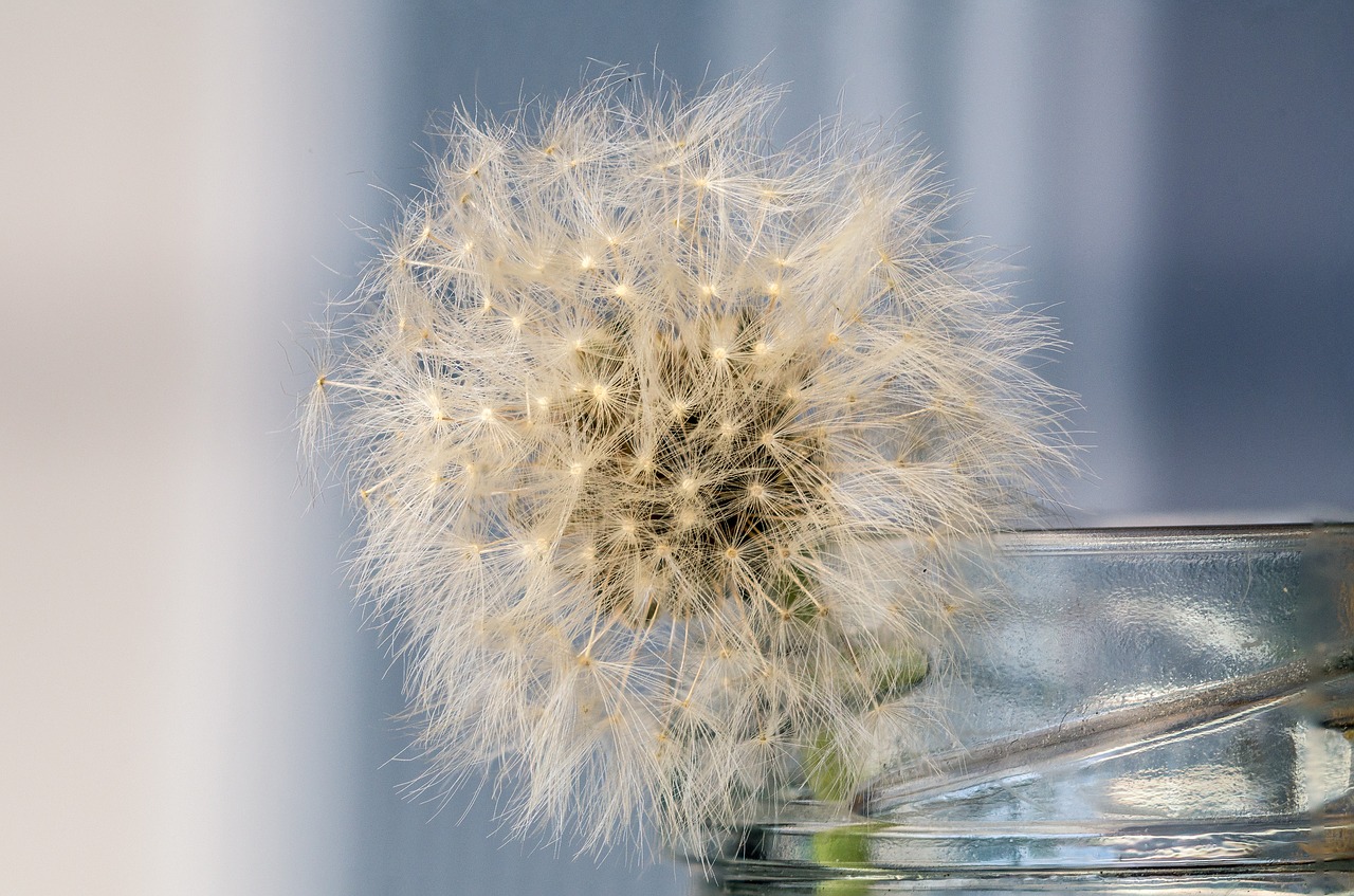 Image - still life dandelion structure