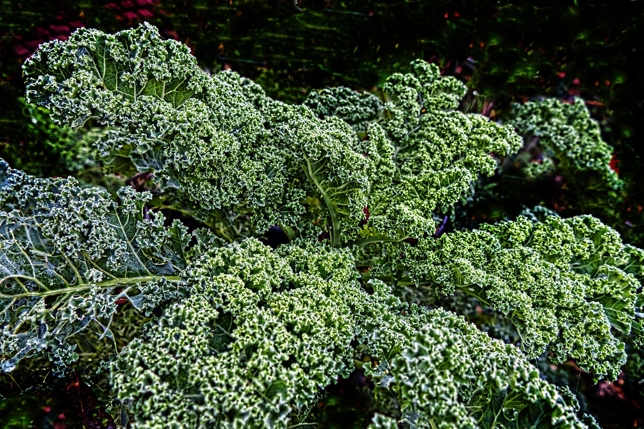 Image - kale brown cabbage krauskohl
